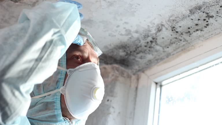 Mold Odor Removal Services